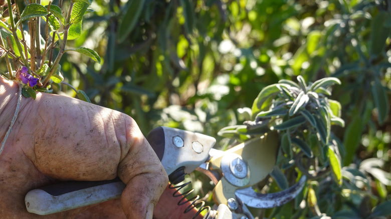 Close up of gardener pruning sage plant