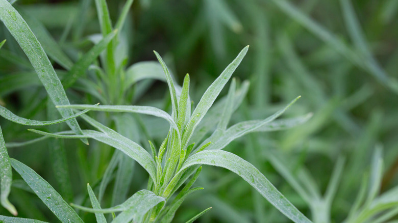 Close up of tarragon plant