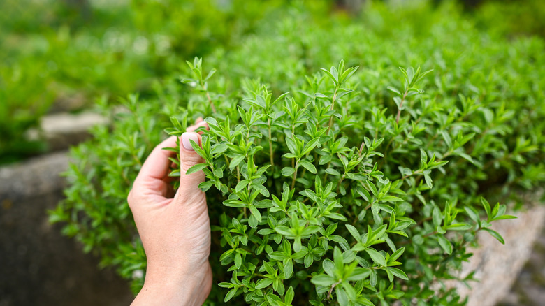 Close up of gardener touching thyme plant