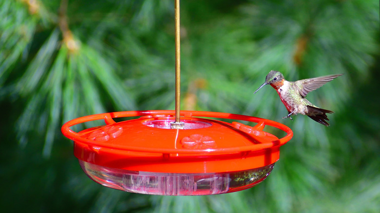 Hummingbird flying near a red feeder in a yard