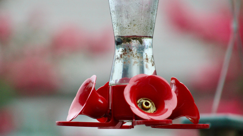 Dirty hummingbird feeder with bees floating in the nectar
