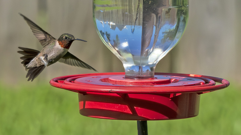 A hummingbird hovering near a red feeder