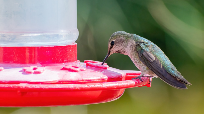 A close-up of a hummingbird sipping nectar from a feeder