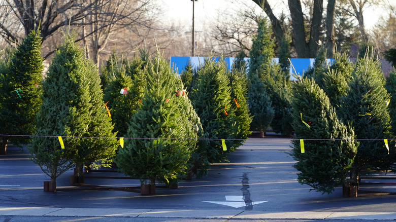 Balsam fir trees on display in a parking lot