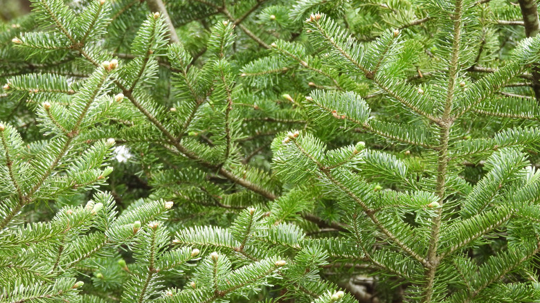 close up of Canaan fir branches with neat needles