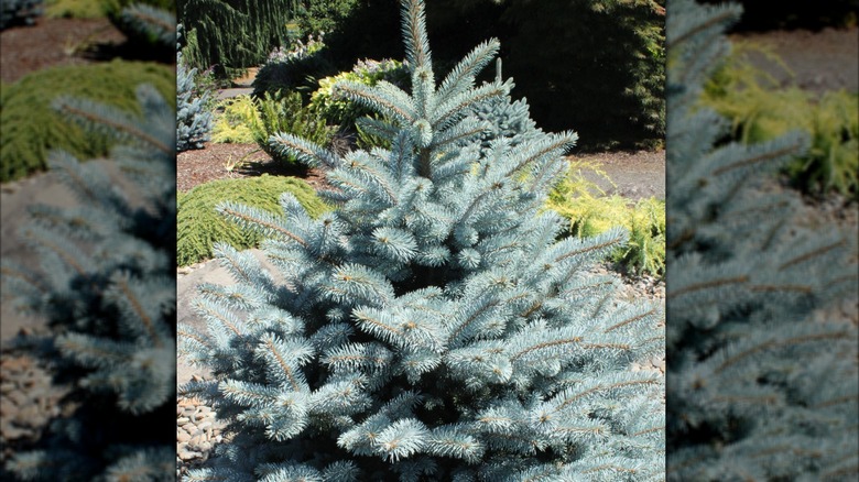 Colorado blue spruce tree growing in the sun
