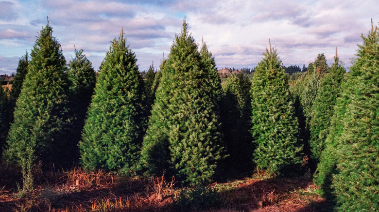 Douglas fir trees in rows on a Christmas tree farm