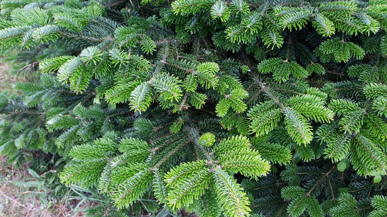 Close up of vibrant green Fraser fir branches