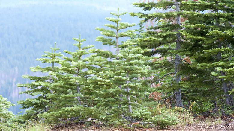 Young grand fir trees growing on a mountain