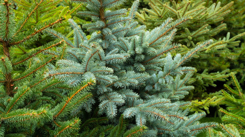 Norway Spruce trees growing in a row
