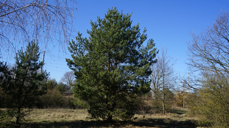 A large Scotch Pine growing in a yard