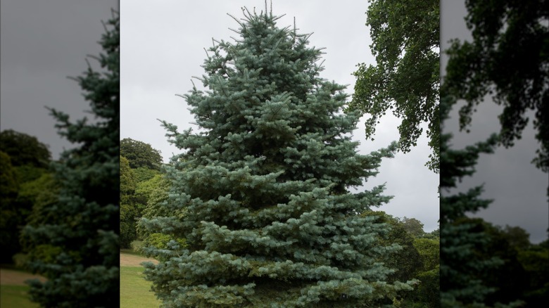 A large White fir growing in a yard