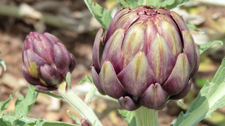 A rounded purple artichoke plant