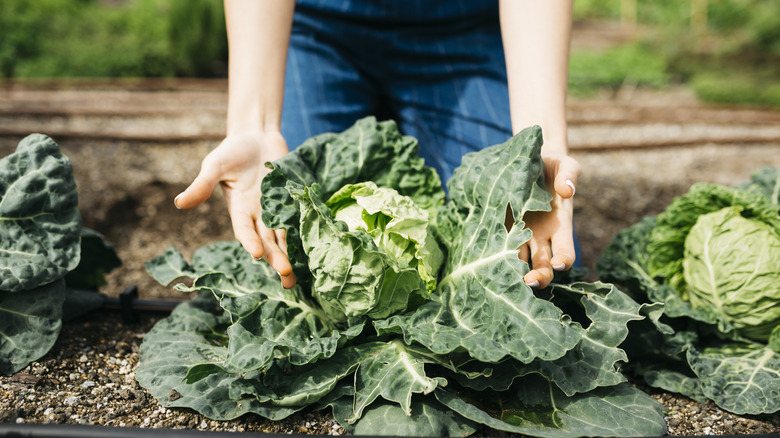 woman harvesting mature cabbage plant from garden