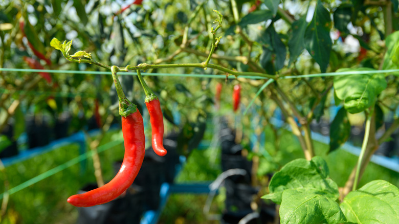 Small red chilies growing on a vine