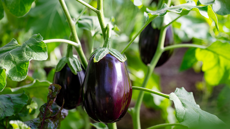 Purple eggplants growing on a vine