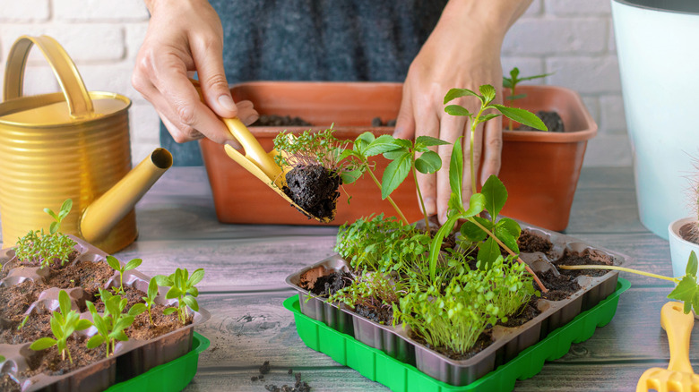 Seedlings being transplanted from a small container to a larger pot