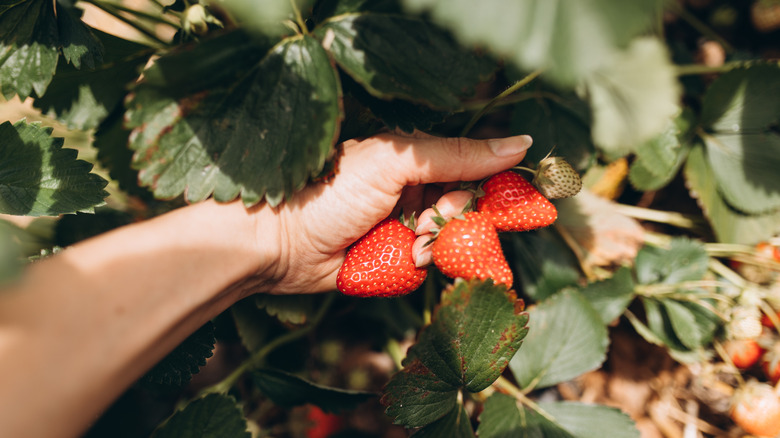 a woman holds ripe strawberries on a plant