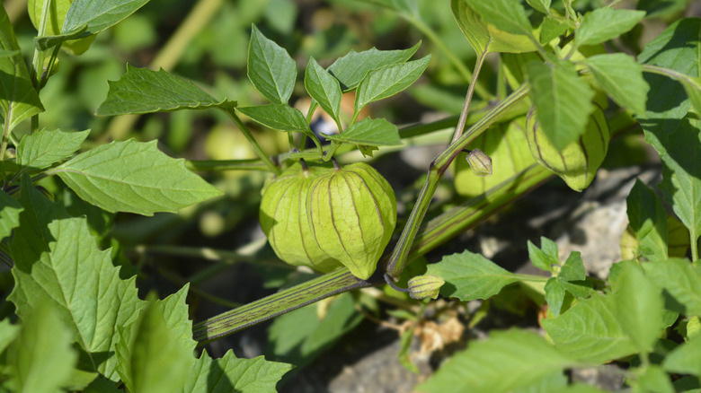 light green tomatillo plant