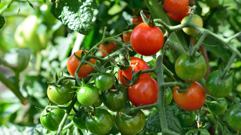 Tomatoes growing and ripening on the vine