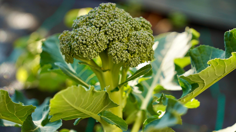 Stalk of broccoli growing in the garden
