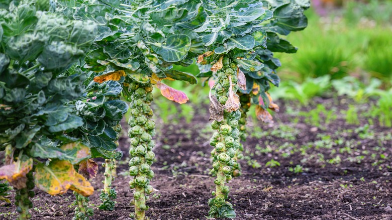 Closeup of two stalks of Brussels sprouts in a garden or yard