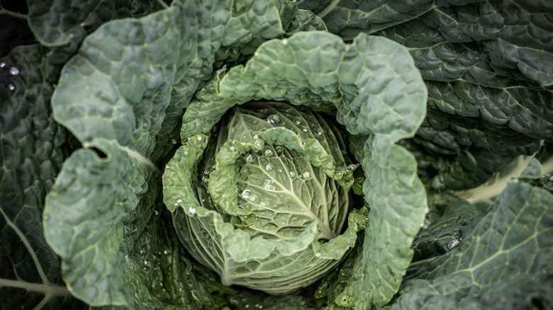 Cabbage in a garden with raindrops on its leaves