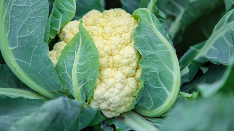 Cauliflower awaiting harvest in a garden