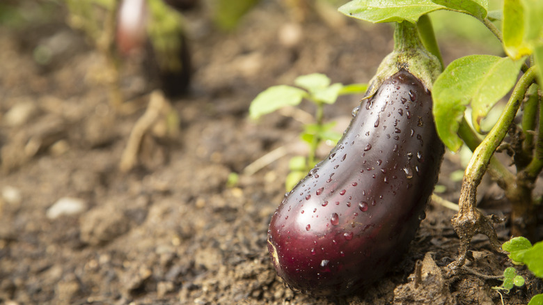 Ripe eggplant in a garden with drops of rain still on its skin