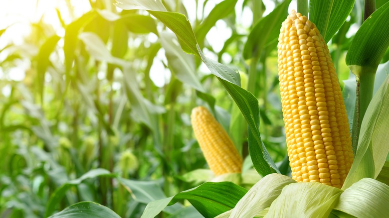 Corn stalks in a field or garden in golden light