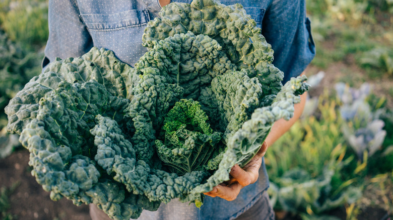 Person holding their bounty of kale while wearing a polka dot shirt