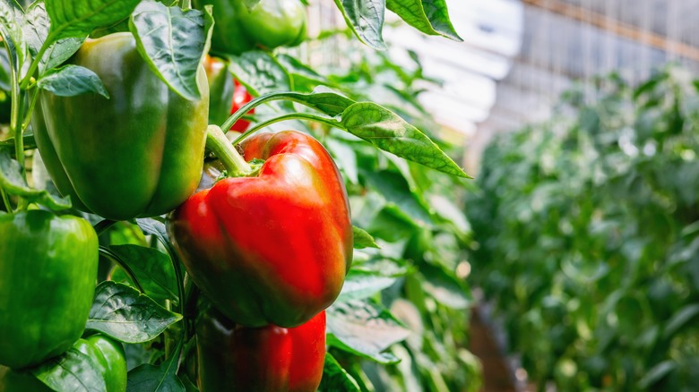Red and green peppers growing