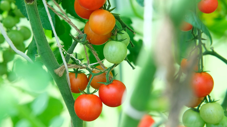 Green and red tomatoes growing