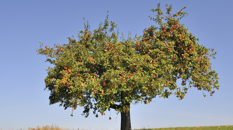 An apple tree alone on a hill packed with bright red apples