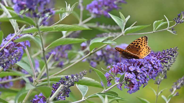A purple butterfly bush with am orange, brown, and black butterfly on top with its wings open