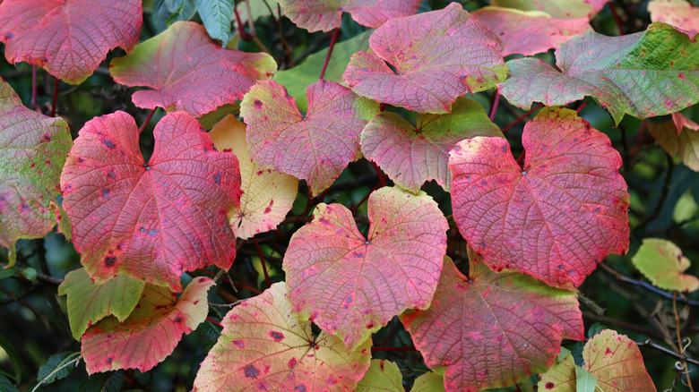 Crimson glory vine with large leaves in green, red, and yellow up close