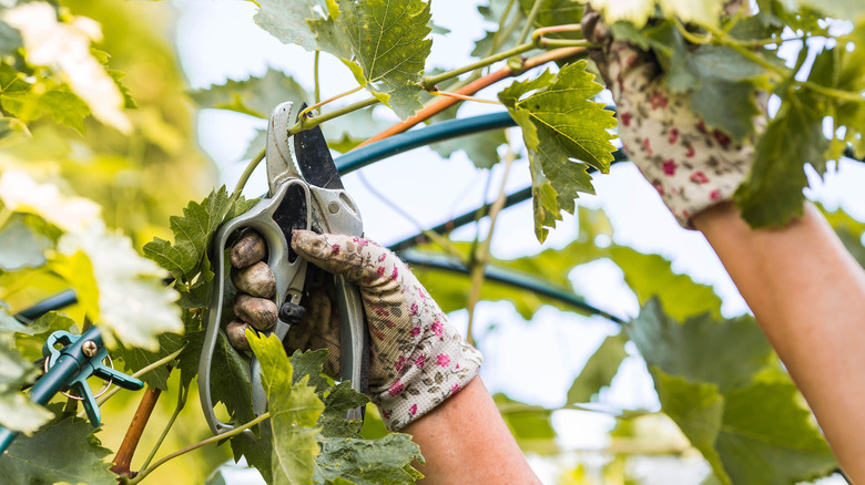 A person wearing floral gloves pruning a green grapevine
