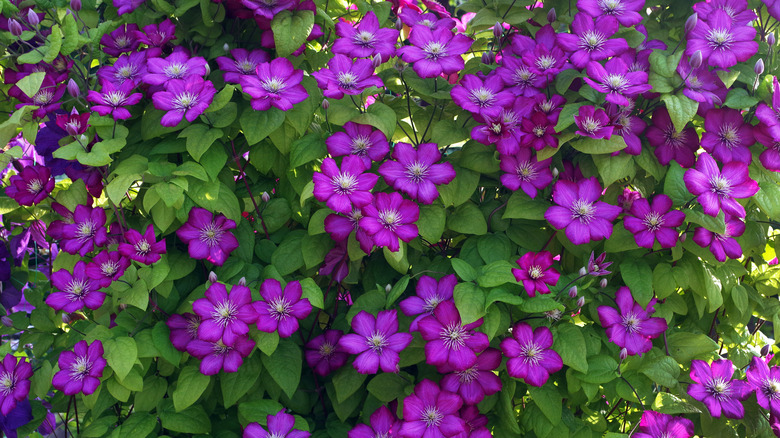 A series of purple clematis in bright bloom outside