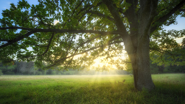 A large, old oak with evening light shining through the branches in a warm glow out in an open field