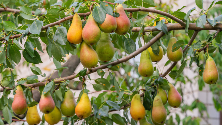 A pear tree overflowing with reddish-green pears.