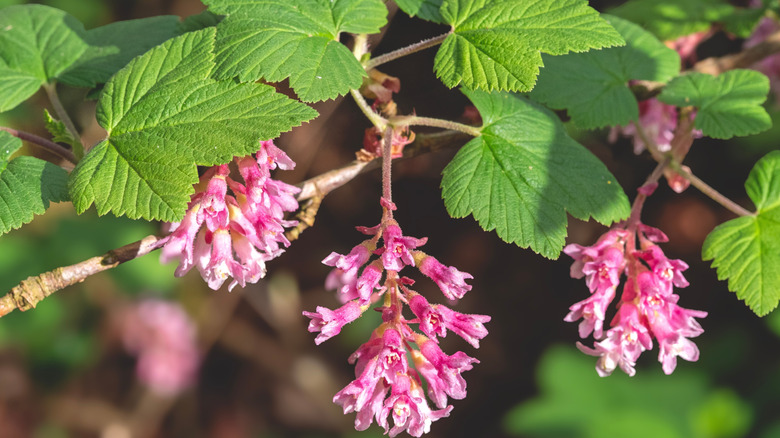 The small pinkish-red flowers of a flowering current growing on a plant outside in the sun