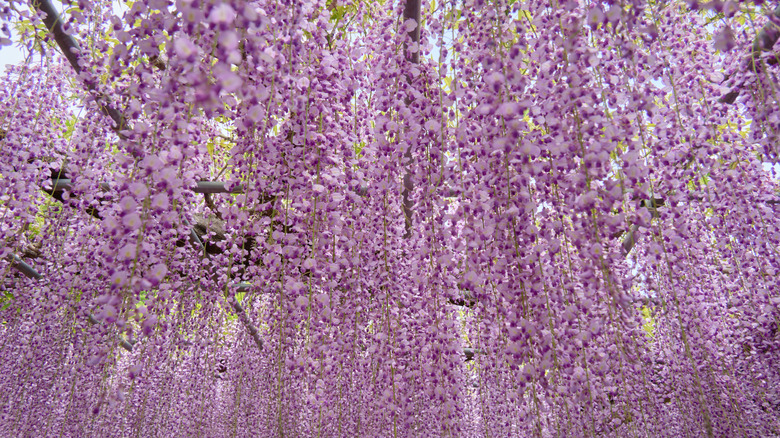 Wisteria falling down from above with is bright purple flowers