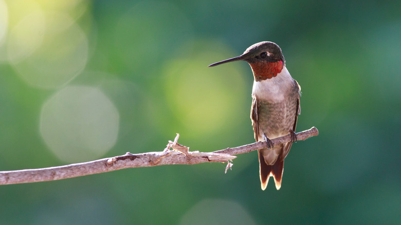 hummingbird sitting on branch