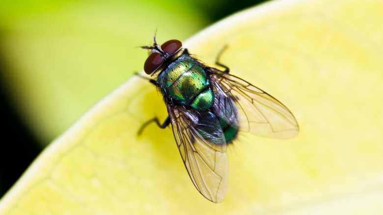 House fly on leaf