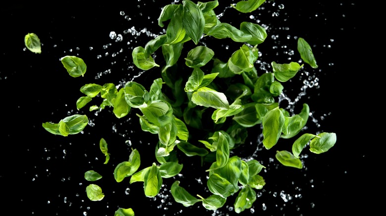 Basil leaves falling