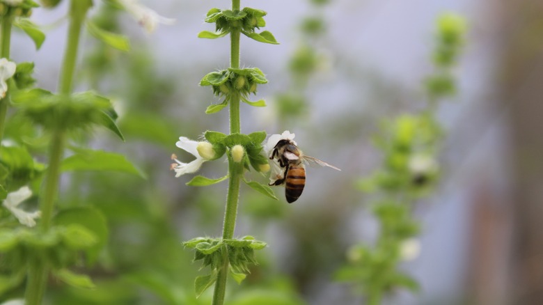 Bee on basil plant