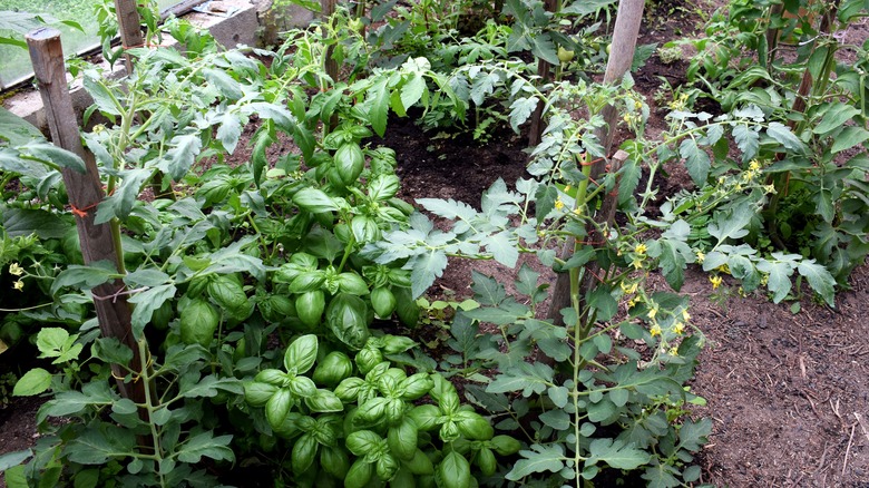 Tomato plants and basil