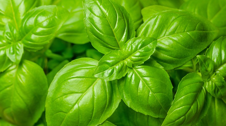 Close up of basil plant