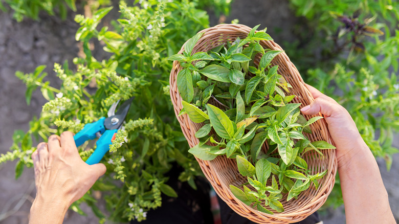 Basket of basil and garden shears