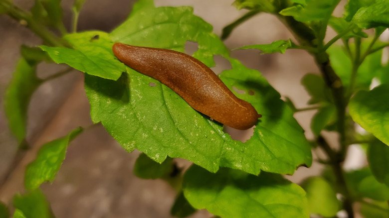 Slug eatting leaf